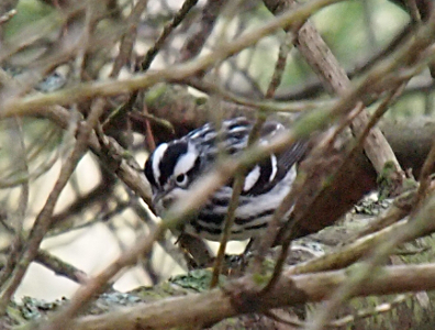 [Bird with thick black and white stripes on its head, wings, and belly sitting buried in the branches of several trees.]